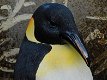 Pinguïn beeld , polystone, zeer gedetailleerd , kado - 5 - Thumbnail