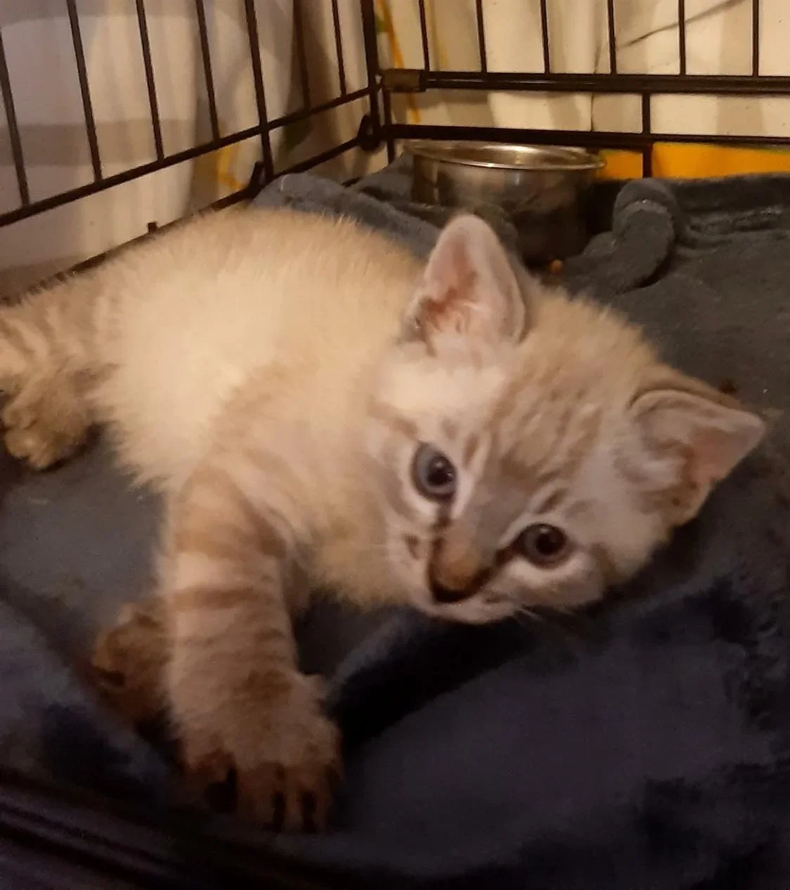 MJM Dogs Foundation: Kitten 4(gereserveerd) - nr. 1