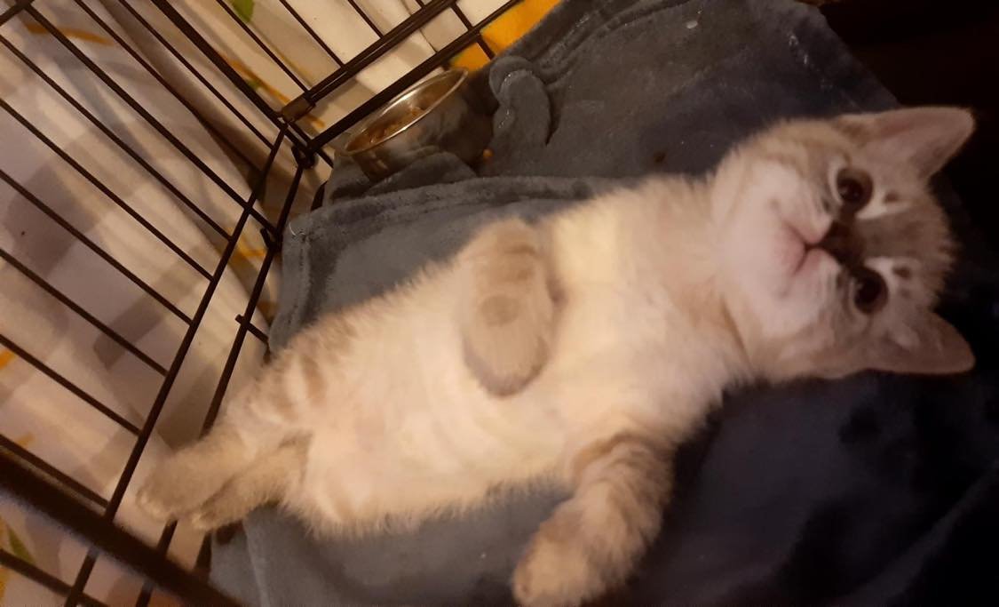 MJM Dogs Foundation: Kitten 4(gereserveerd) - Afbeelding 2