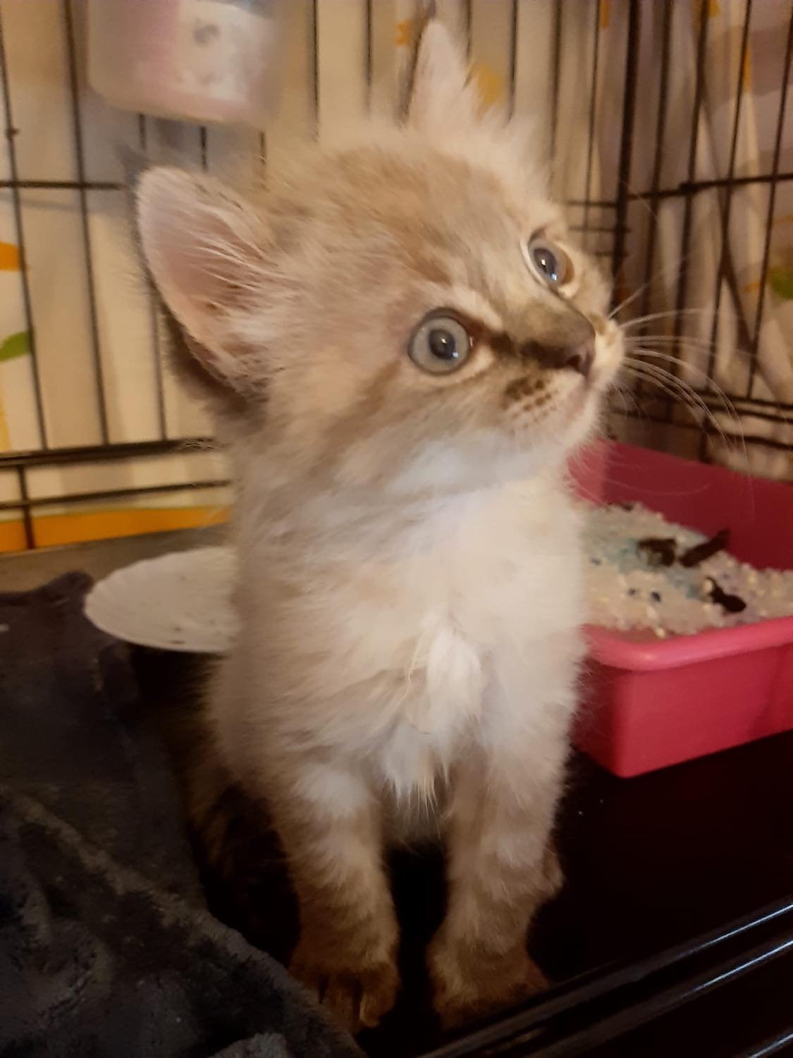 MJM Dogs Foundation: Kitten 4(gereserveerd) - Afbeelding 3