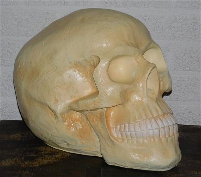 Skull , polystone , skull , kado , XL - 0