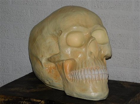 Skull , polystone , skull , kado , XL - 1