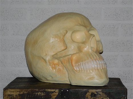 Skull , polystone , skull , kado , XL - 2
