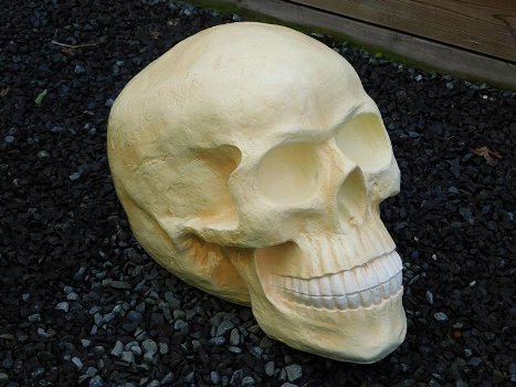 Skull , polystone , skull , kado , XL - 3