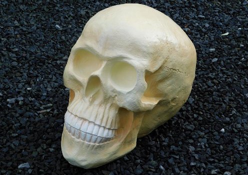 Skull , polystone , skull , kado , XL - 5