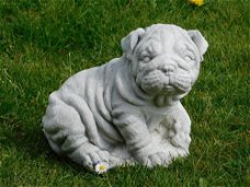 Beeld Bulldog puppy  ,  vol steen , hond , kado