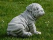 Beeld Bulldog puppy , vol steen , hond , kado - 1 - Thumbnail