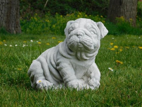 Beeld Bulldog puppy , vol steen , hond , kado - 5