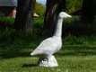 Beeld Gans , vol steen , gans , tuinbeeld - 0 - Thumbnail