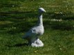 Beeld Gans , vol steen , gans , tuinbeeld - 1 - Thumbnail