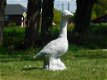 Beeld Gans , vol steen , gans , tuinbeeld - 3 - Thumbnail