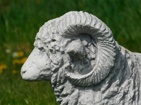 Beeld Ram XL , vol steen , tuinbeeld , schaap - 3