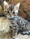Leuke Bengaalse kittens beschikbaar - 0 - Thumbnail