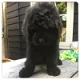 Newfydoodle pups - 0 - Thumbnail