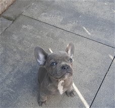 Franse Bulldogs pup mogen het nest verlaten.