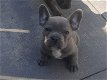 Franse Bulldogs pup mogen het nest verlaten. - 2 - Thumbnail