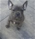 Franse Bulldogs pup mogen het nest verlaten. - 3 - Thumbnail