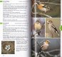 Garden Birds of Britain & Europe - 2 - Thumbnail