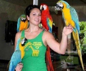 Twee ara papegaaien te koop