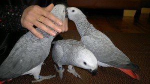 Paar pratende Afrikaanse grijze papegaaien - 0