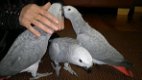Paar pratende Afrikaanse grijze papegaaien - 0 - Thumbnail