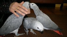 Paar pratende Afrikaanse grijze papegaaien