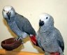 Congo Afrikaanse grijze papegaaien - 0 - Thumbnail