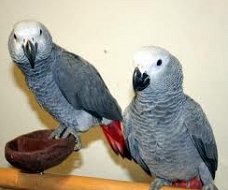 Congo Afrikaanse grijze papegaaien