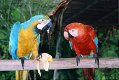 handvoer ara papegaaien klaar om te gaan - 0 - Thumbnail
