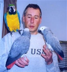*** Hand opsteken pratende Afrikaanse grijze papegaaien voor adoptie ***