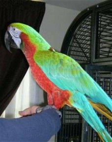 Regenboog harlekijn vrouwelijke papegaai