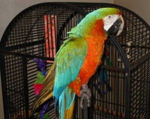 Regenboog harlekijn vrouwelijke papegaai - 1