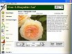 rozen encyclopedie - 0 - Thumbnail