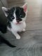 lieve kittens - 1 - Thumbnail