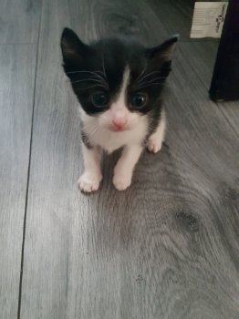 lieve kittens - 2