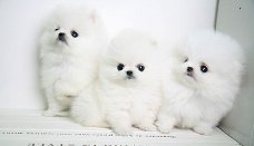 POMERANIAN PUPS met documenten