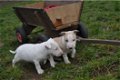 Bull terrier pups - 0 - Thumbnail