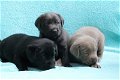 Perfect Labrador !!pupjes beschikbaar, - 0 - Thumbnail