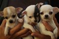 Schattige Chihuahua Pups Beschikbaar. - 0 - Thumbnail