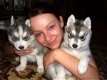 Twee Mooie Siberische Husky pups - 0 - Thumbnail