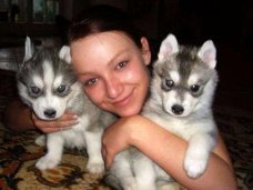 Twee Mooie Siberische Husky pups