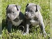 Supermooie pitbull terrier pups! - 0 - Thumbnail