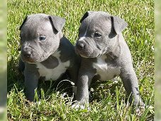 Supermooie pitbull terrier pups!