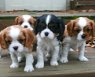 Cavalier King Charles-puppy's. - 0 - Thumbnail