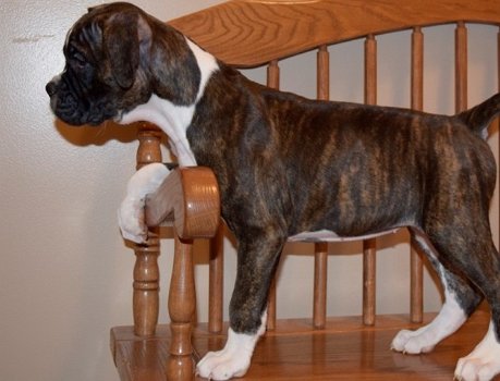 boxer pups beschikbaar met garantie ! - 0