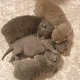 Gccf Brits korthaar kittens, Brits korthaar - 0 - Thumbnail