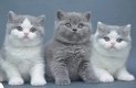 mooie britse korthaar kittens - 0 - Thumbnail