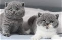 Brits korthaar kittens - 0 - Thumbnail