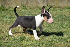 Bull terrier pups te koop. 