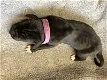 Leuke Duitse Dog pups te koop - 1 - Thumbnail